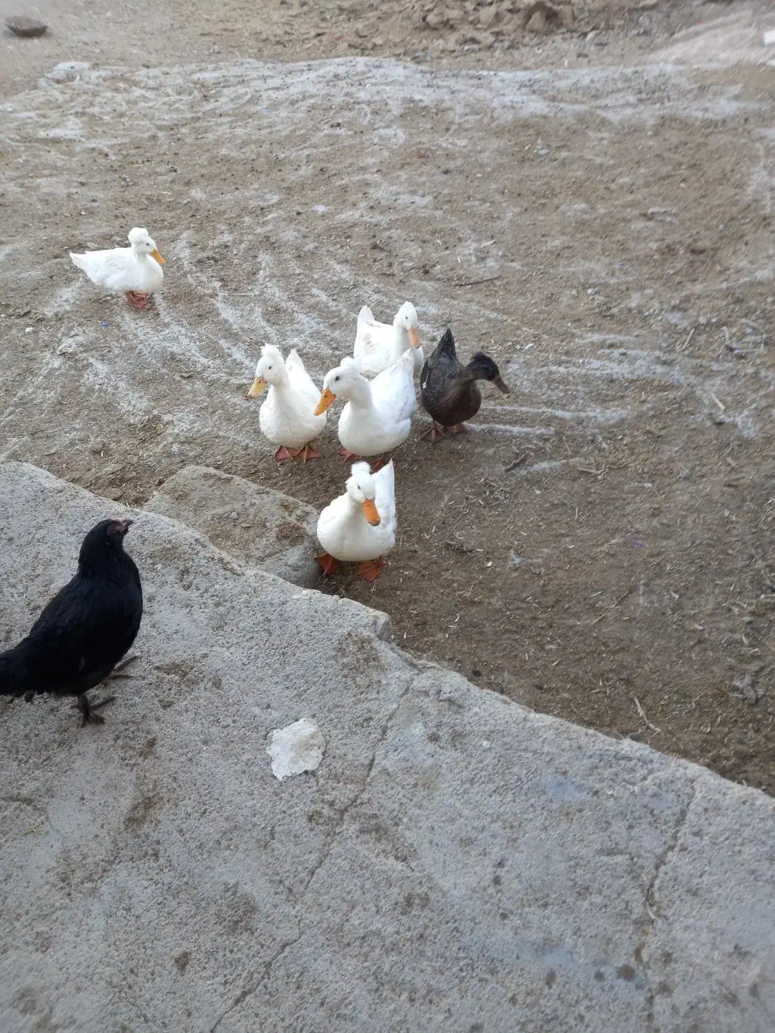 جوجه مرندی و اردک|حیوانات مزرعه|آشتیان, |دیوار