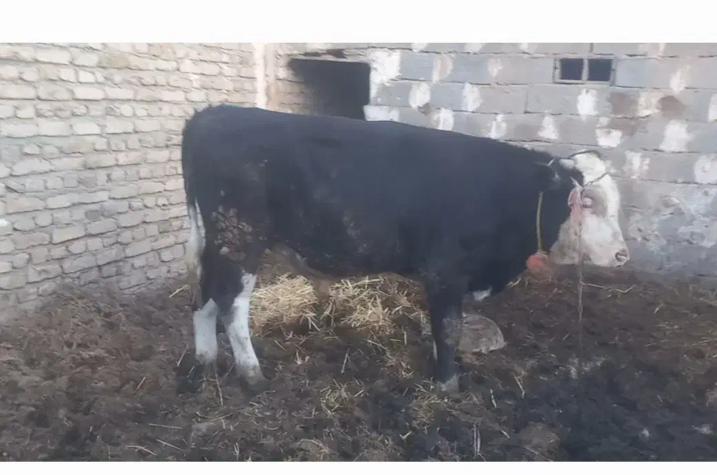 گاو|حیوانات مزرعه|مشهد, شهرک بهارستان|دیوار