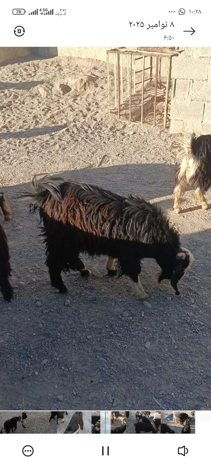 فروش بره نر وتروشت|حیوانات مزرعه|هیدوچ, |دیوار