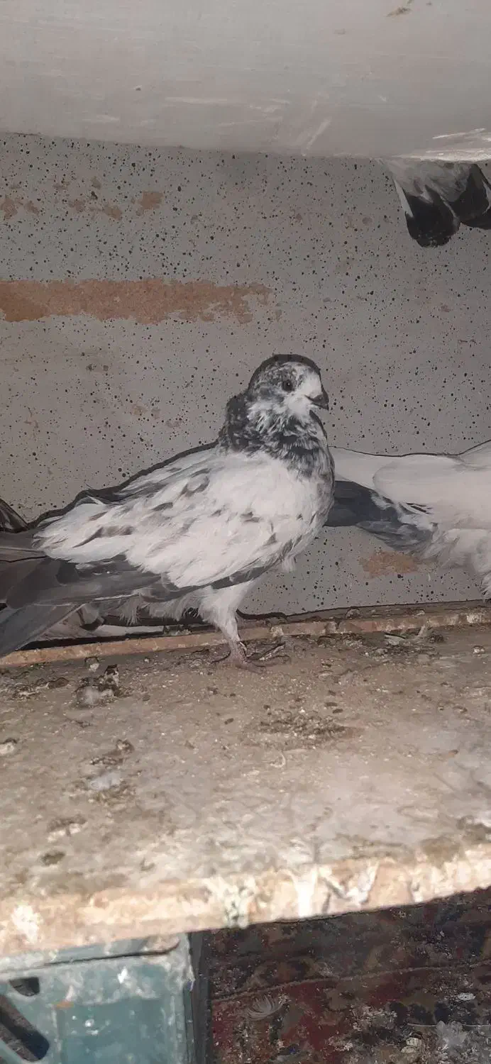 کله دم سبز|پرنده|رومشکان, |دیوار