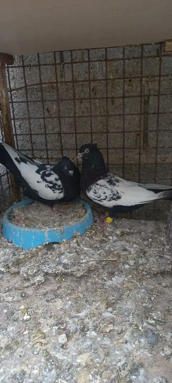 ۲ جفت رنگی درجه|پرنده|شوش, |دیوار