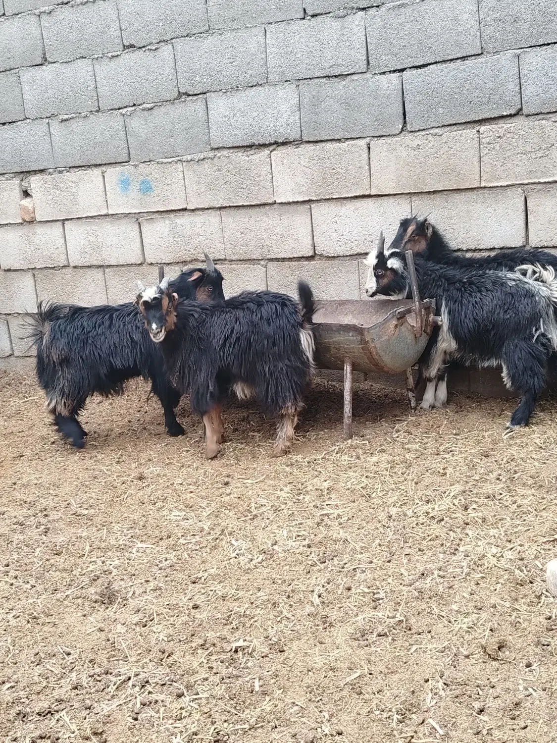 بزغاله شیری بره|حیوانات مزرعه|نجفآباد, حومه نجف آباد|دیوار