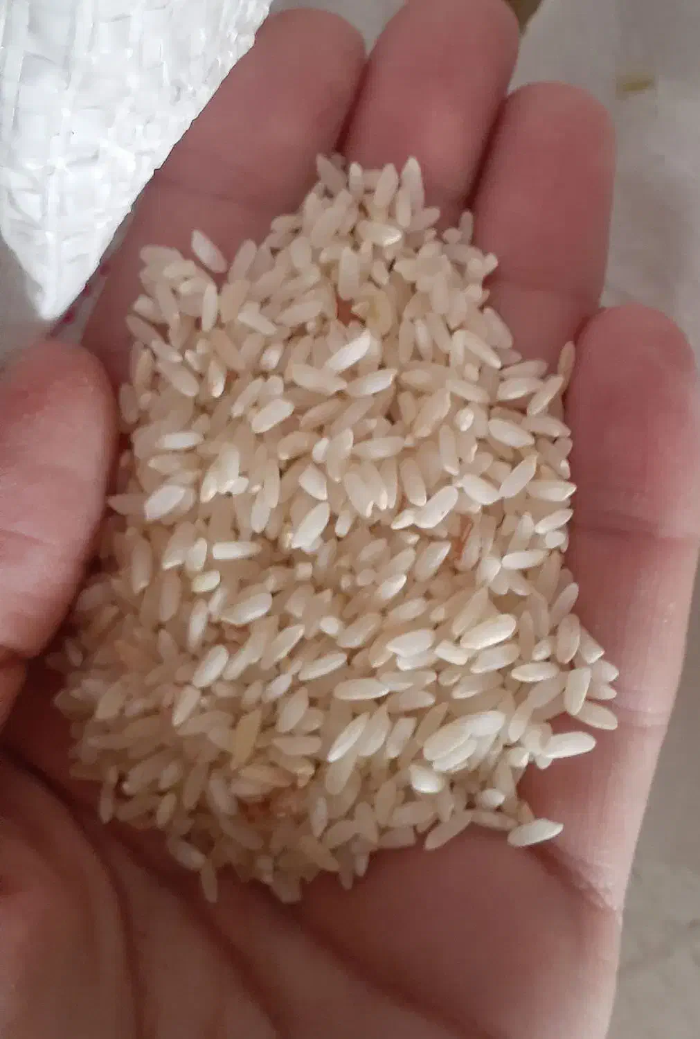 عنبربو کارزان|خوردنی و آشامیدنی|کارزان, |دیوار