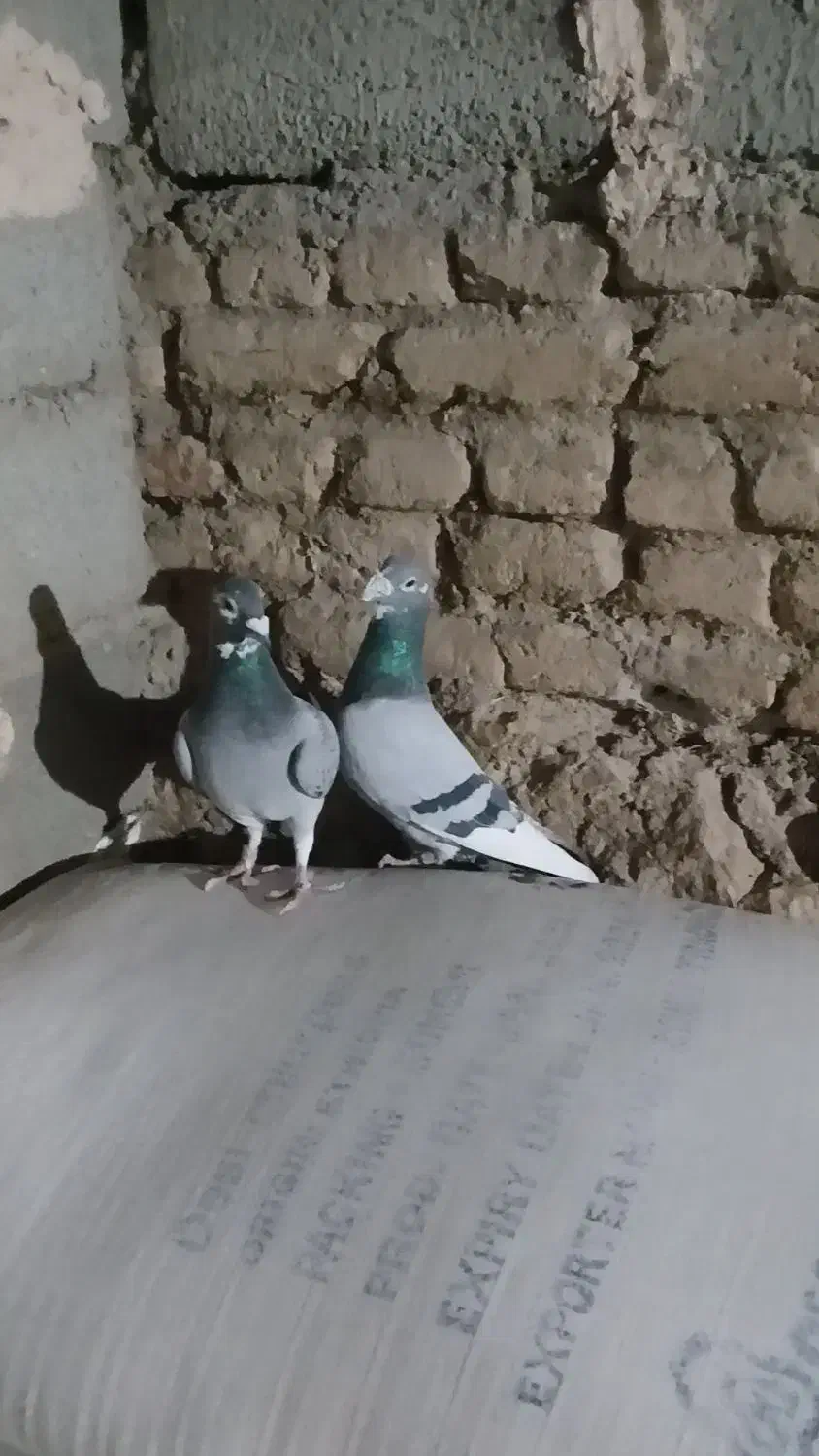 جفت نروماده پلاکی نامبروان|پرنده|آذرشهر, |دیوار