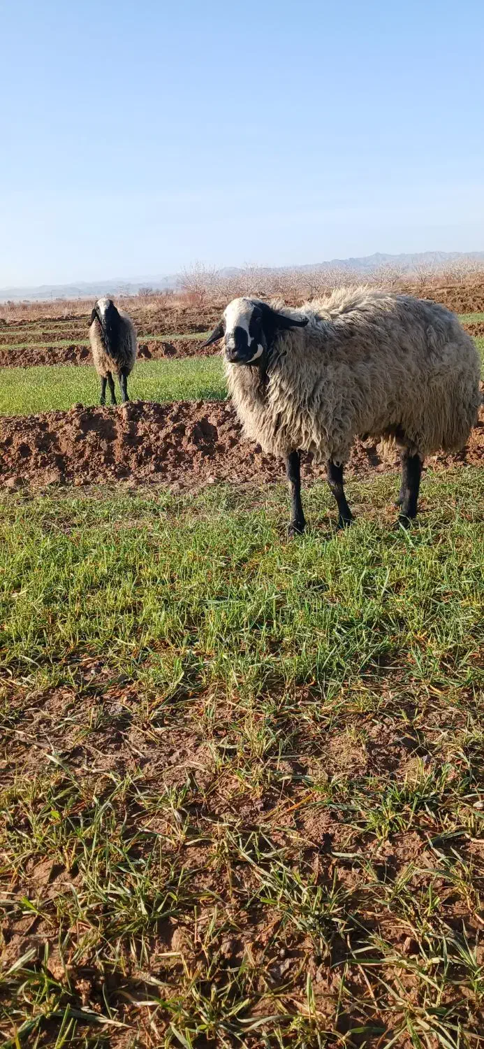 قوچ شال اصیل|حیوانات مزرعه|مشهد, کوشش|دیوار