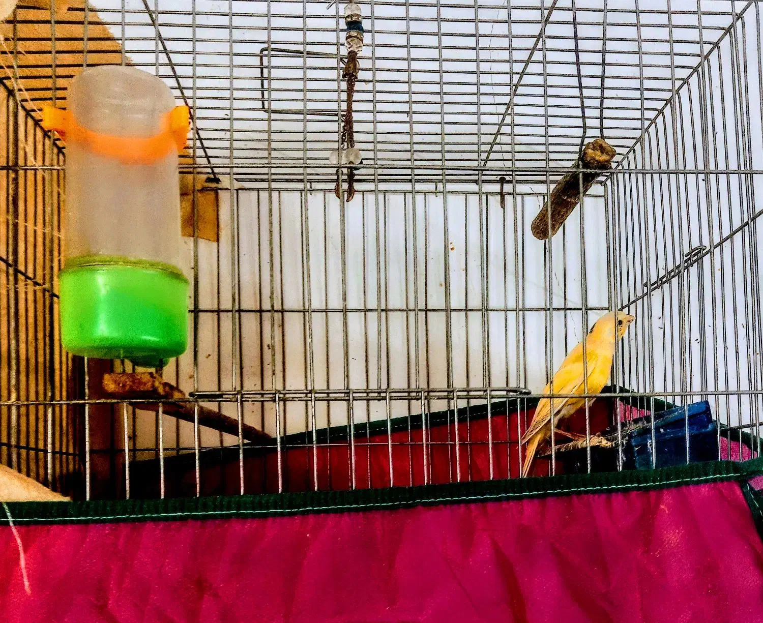 قناری سهره|پرنده|تهران, بهارستان|دیوار