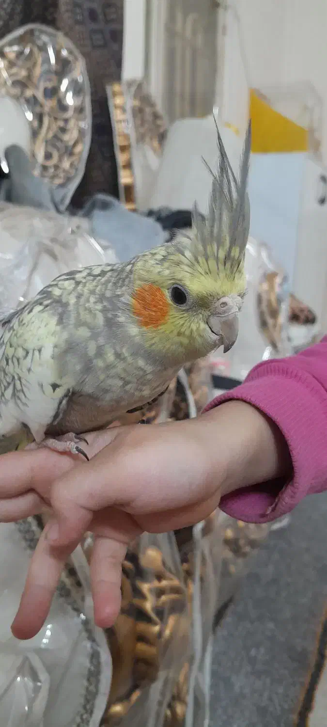 لوتینو|پرنده|مشهد, کشف|دیوار