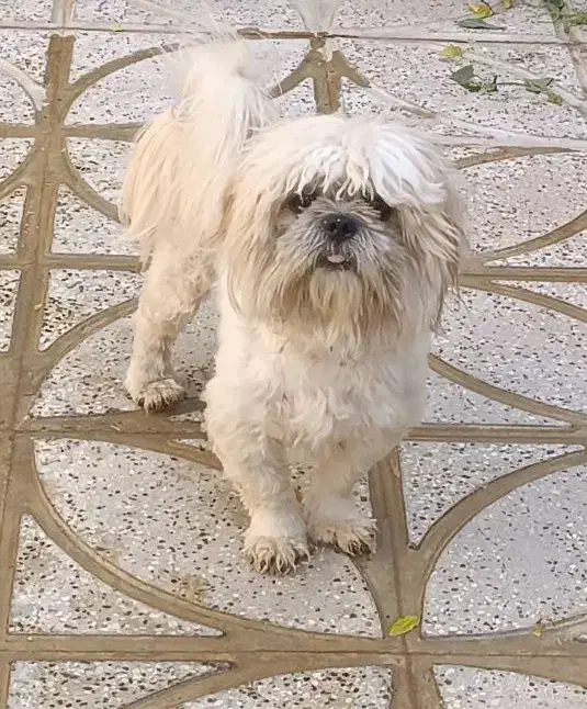 واگذاری سگ پا کوتاه مالتیز پشمالو و باهوش|سگ|تایباد, |دیوار