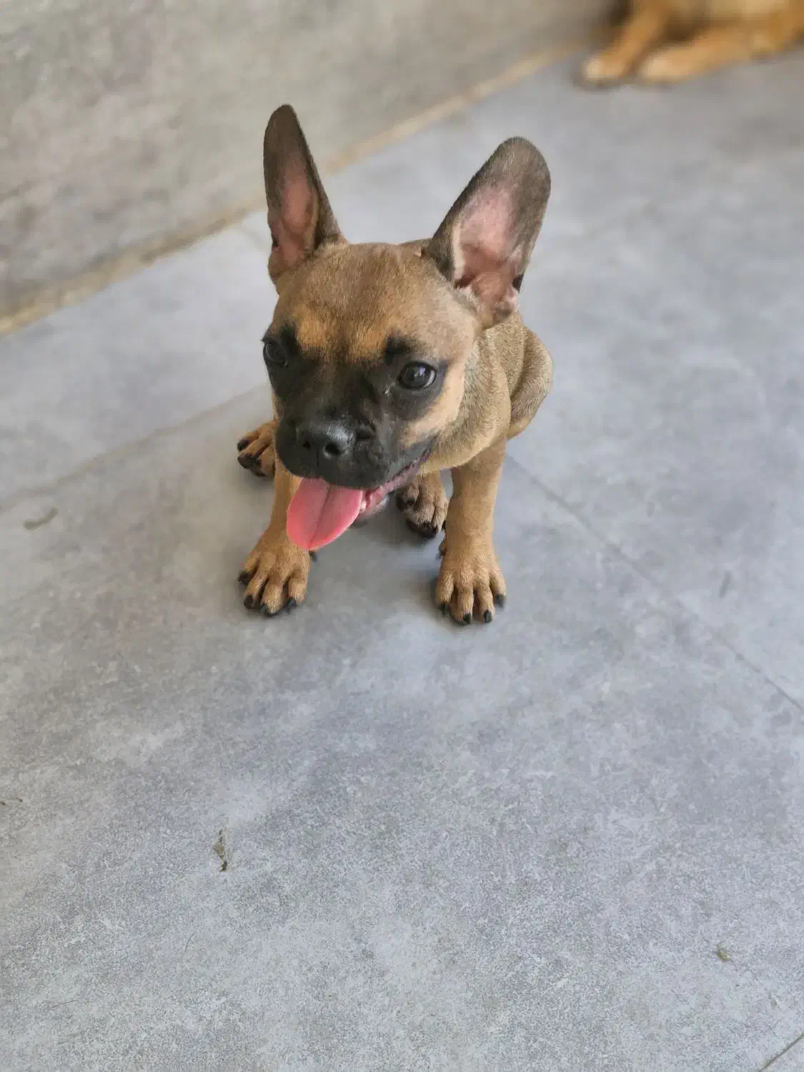 واگذاری فوری سگ های اصیل|سگ|تهران, ترمینال غرب|دیوار