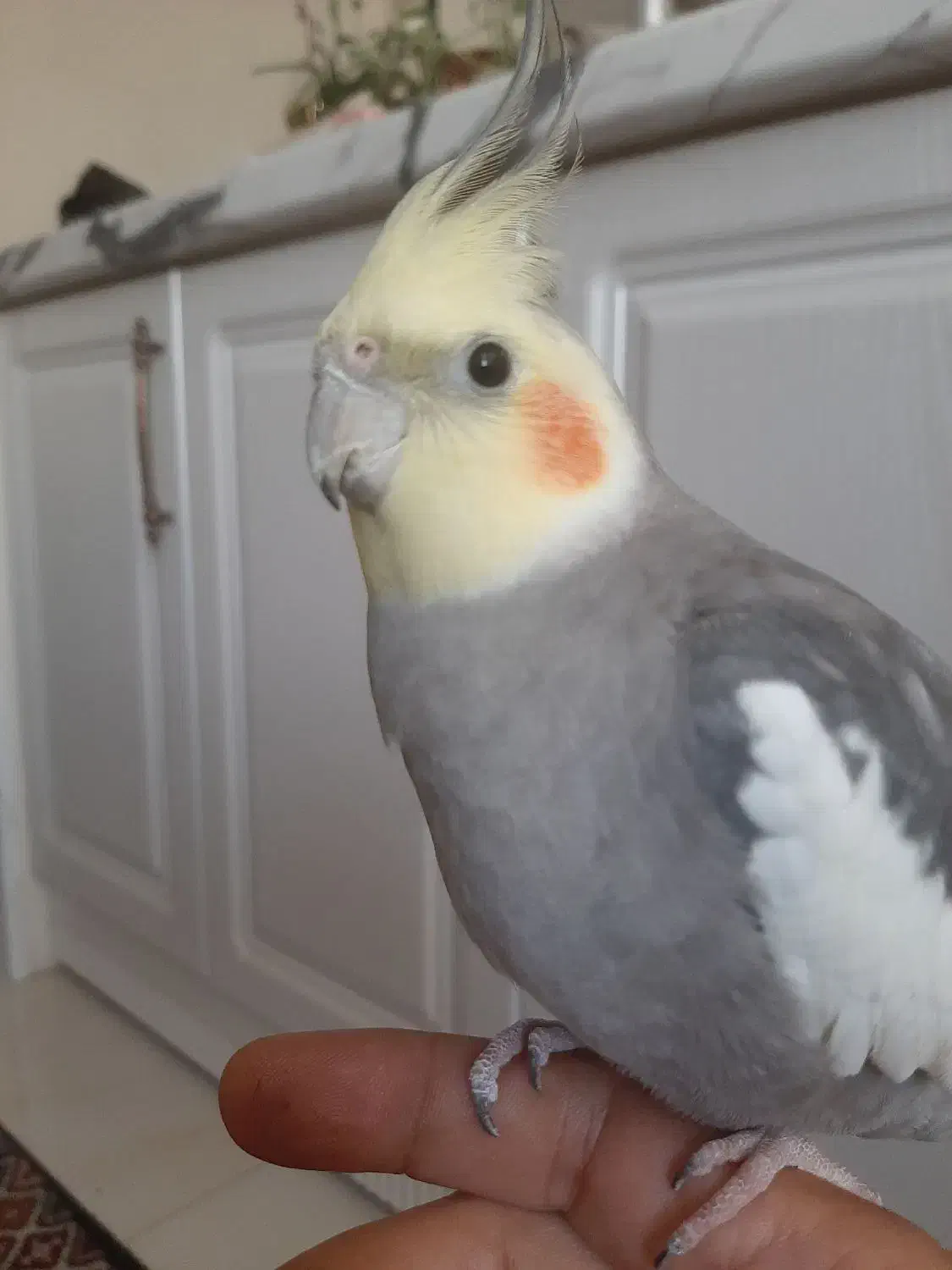 عروس هلندی جفت و زیبا|پرنده|تهران, منیریه|دیوار