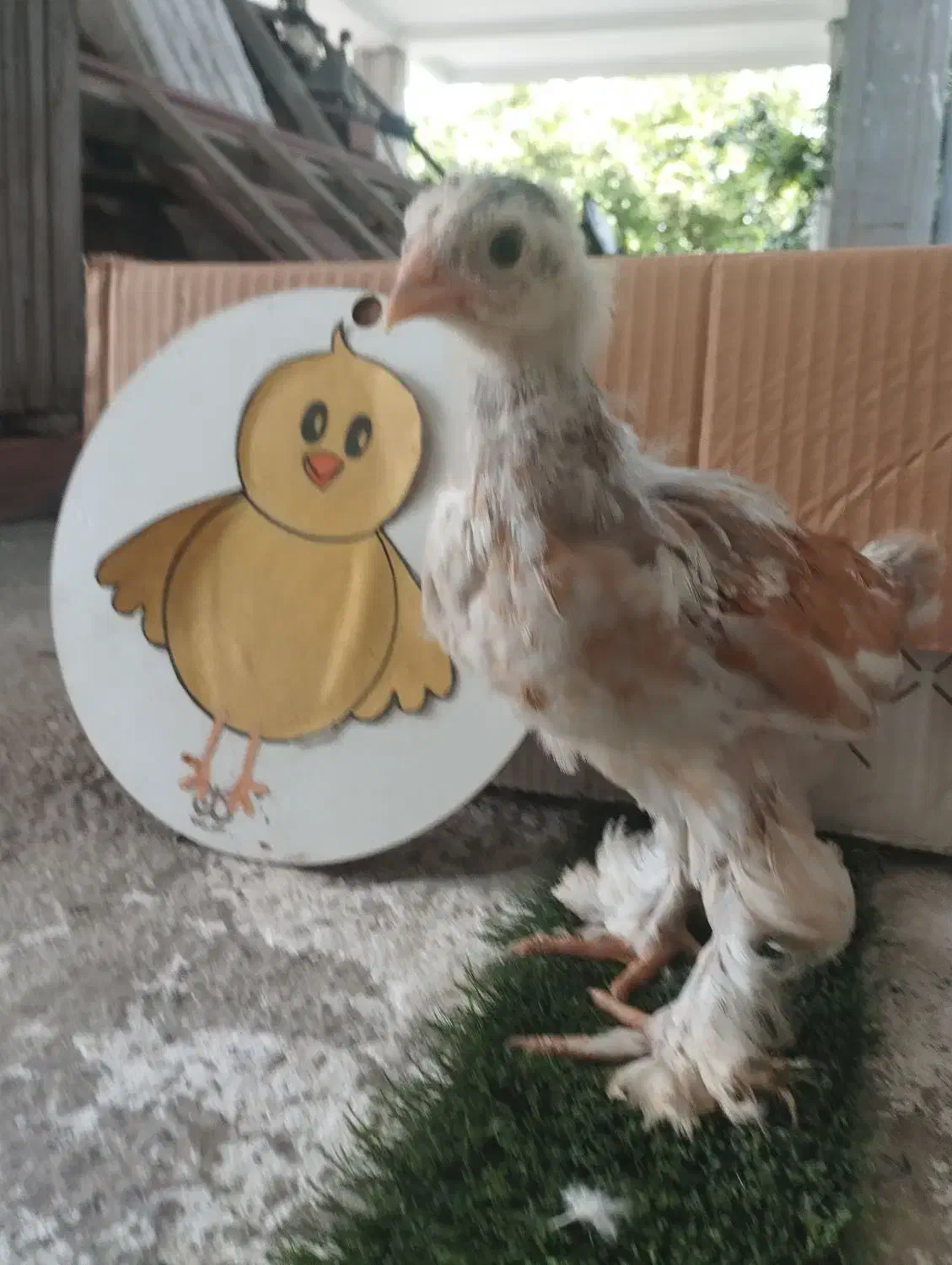 فروش جوجه برهما پورسلن 13روزه تا35روزه 40روزه|حیوانات مزرعه|کیاکلا, |دیوار