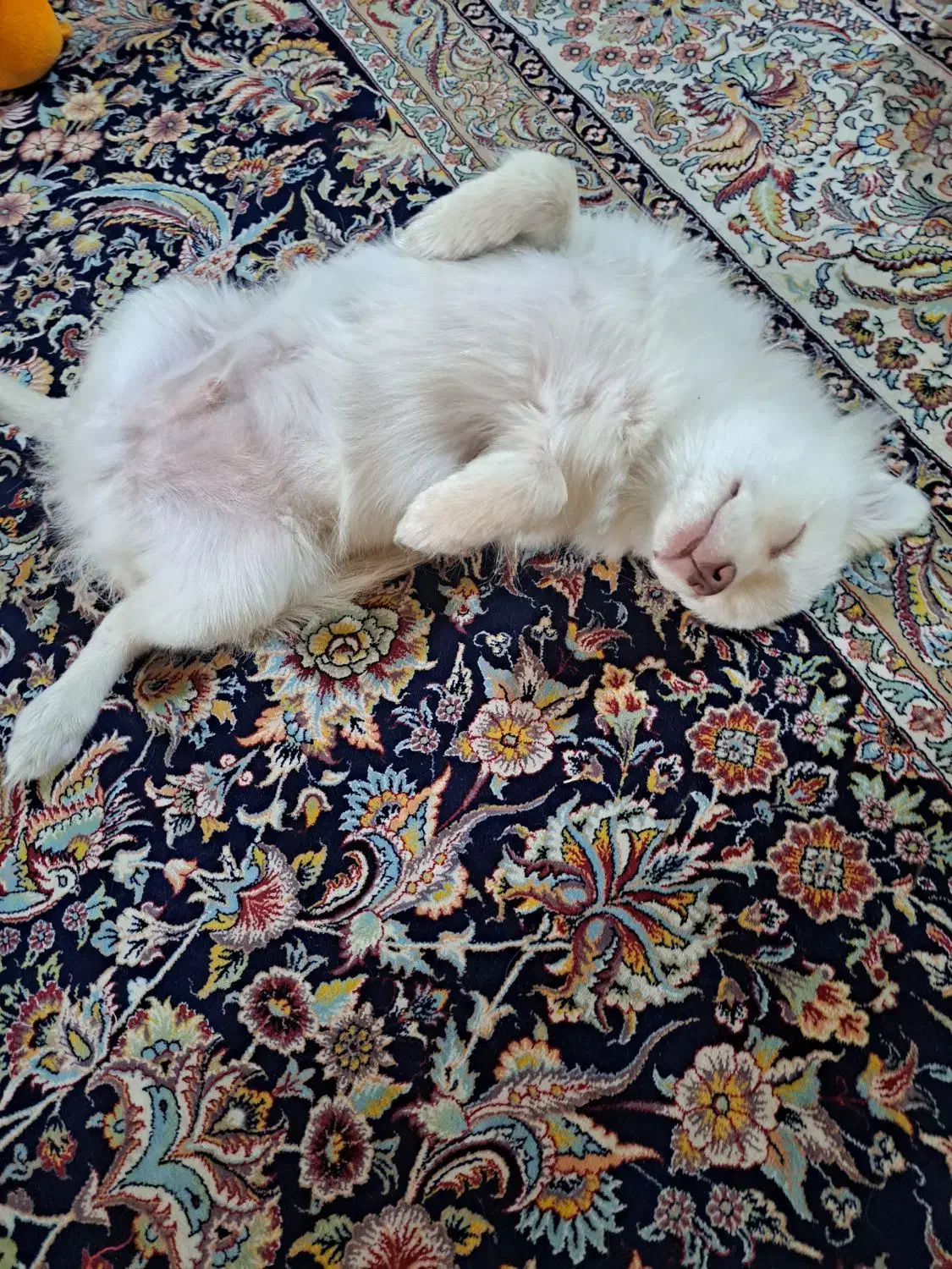 فروش توله سگ پامر|سگ|سیرجان, |دیوار