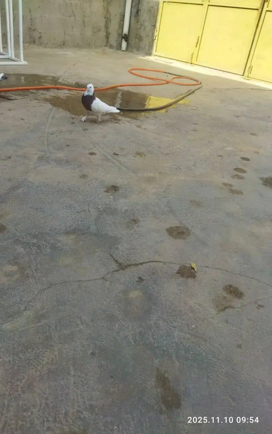 کبوتر طوقی کاکول پاپر|پرنده|مسجد سلیمان, |دیوار