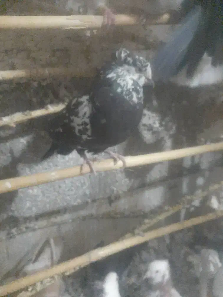 کبوتر در رفتن دیروز|پرنده|ایوان, |دیوار