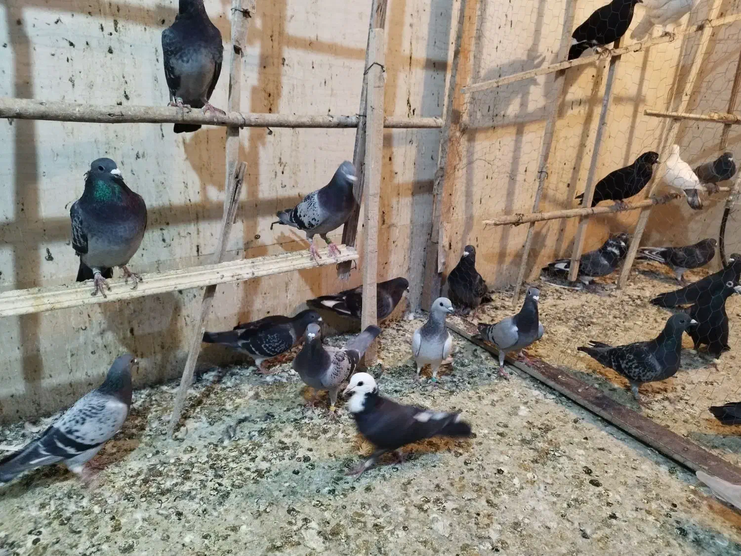 کبوتر|پرنده|یزد, |دیوار