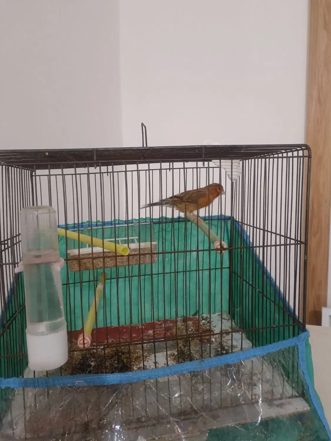 قناری|پرنده|بوشهر, |دیوار