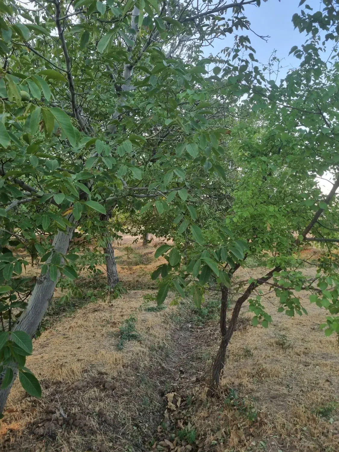 باغ گردو استان قزوین شهرک ضیاباد ۱۱۰۰ متر|فروش دفتر صنعتی، کشاورزی، تجاری|ضیاء آباد, |دیوار