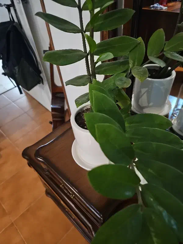 زاموفیلیا|گل و گیاه طبیعی|تهران, صادقیه|دیوار