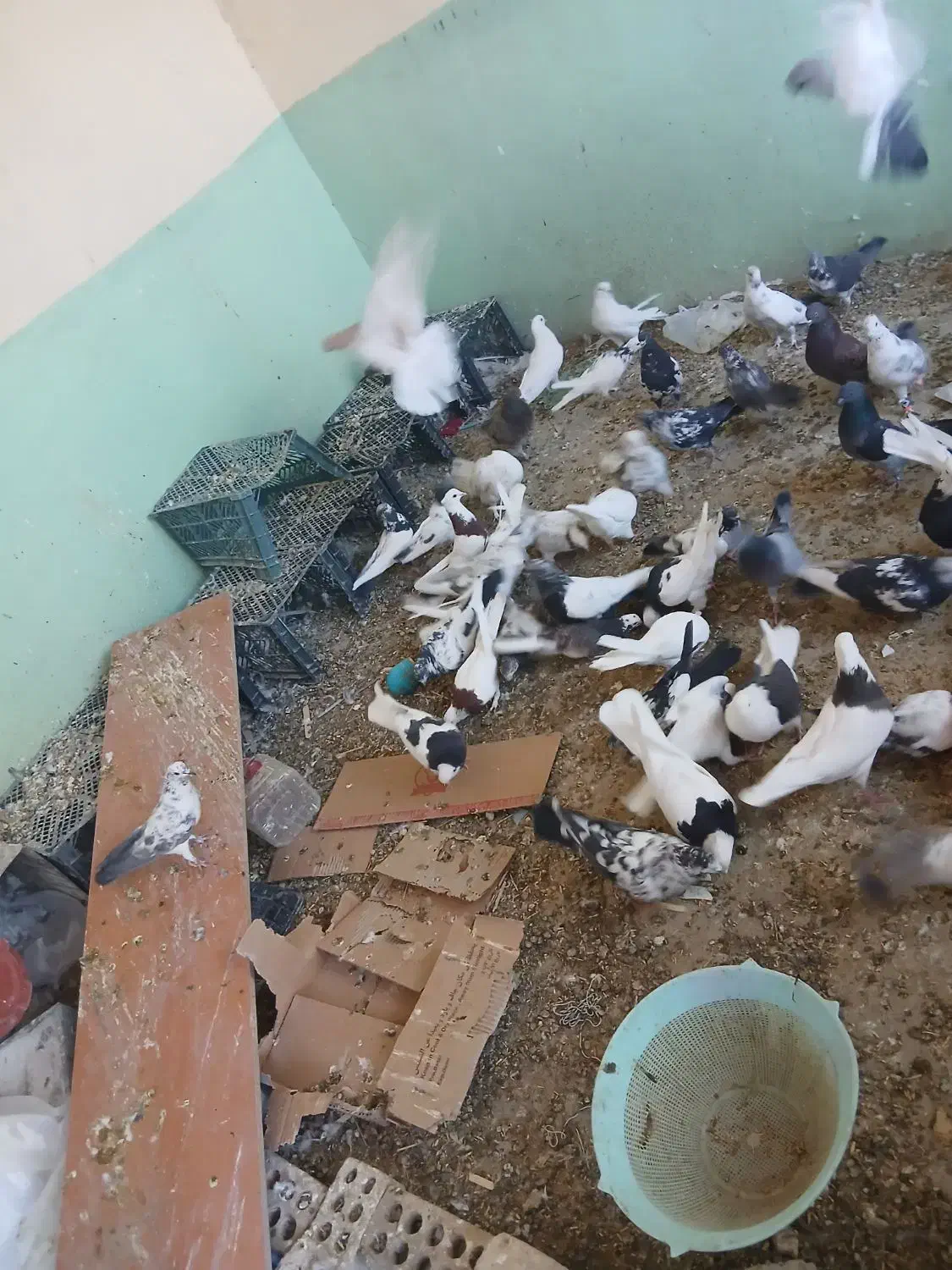 کبوتر|پرنده|خانمیرزا, |دیوار