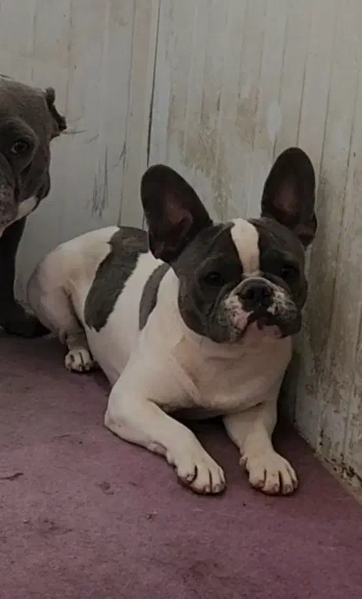 فرنچ بولداگ|سگ|بومهن, |دیوار