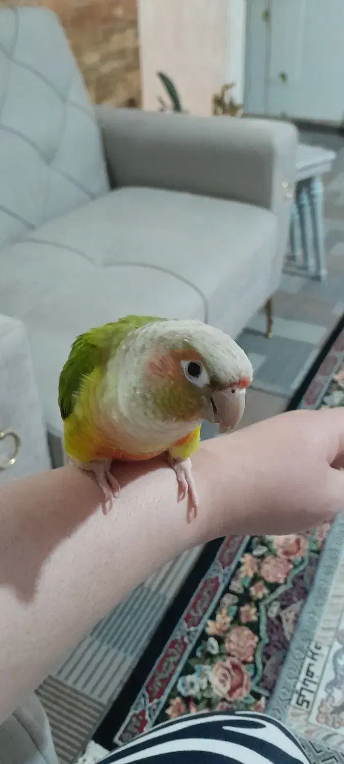 سلام گرینجیک ۵ ماهه رنگ آناناسی دستی رام|پرنده|نمین, |دیوار