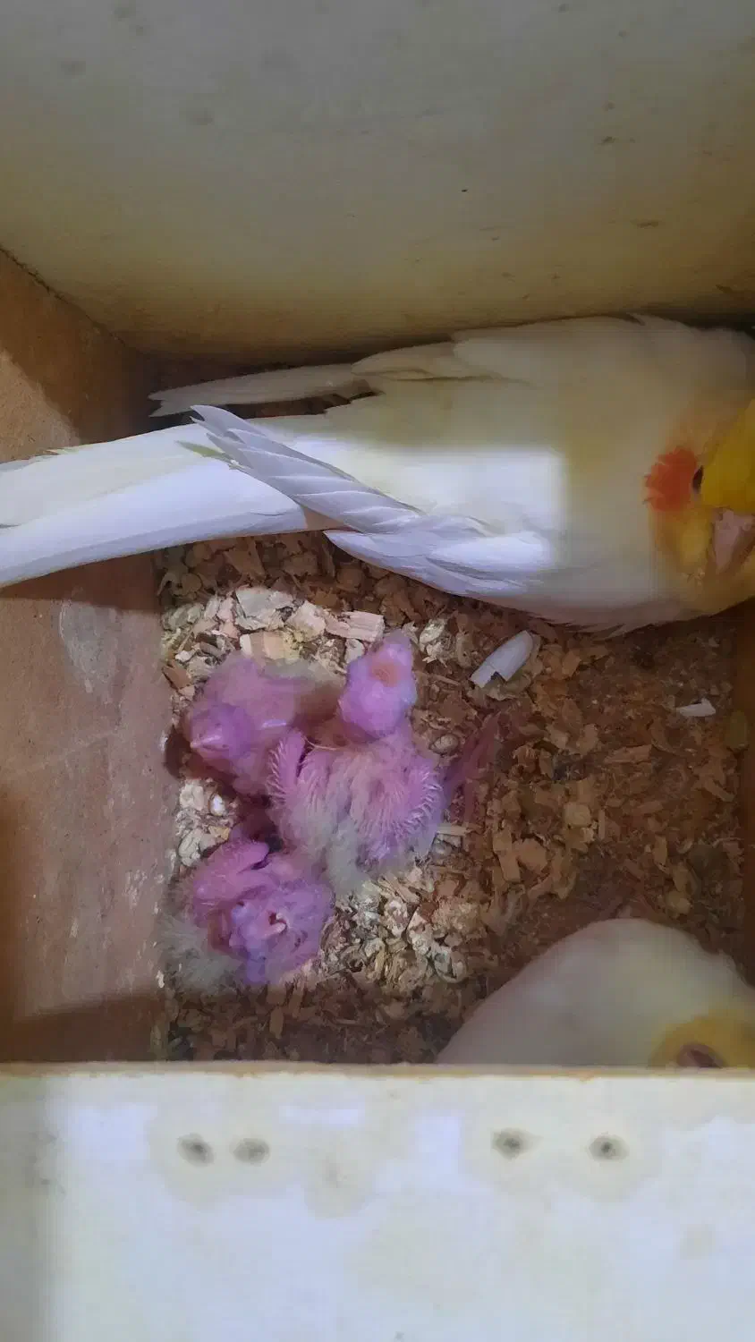 عروس هلندی دوکت پروانه ای آلبینو ولوتینو مولد|پرنده|جاسک, |دیوار