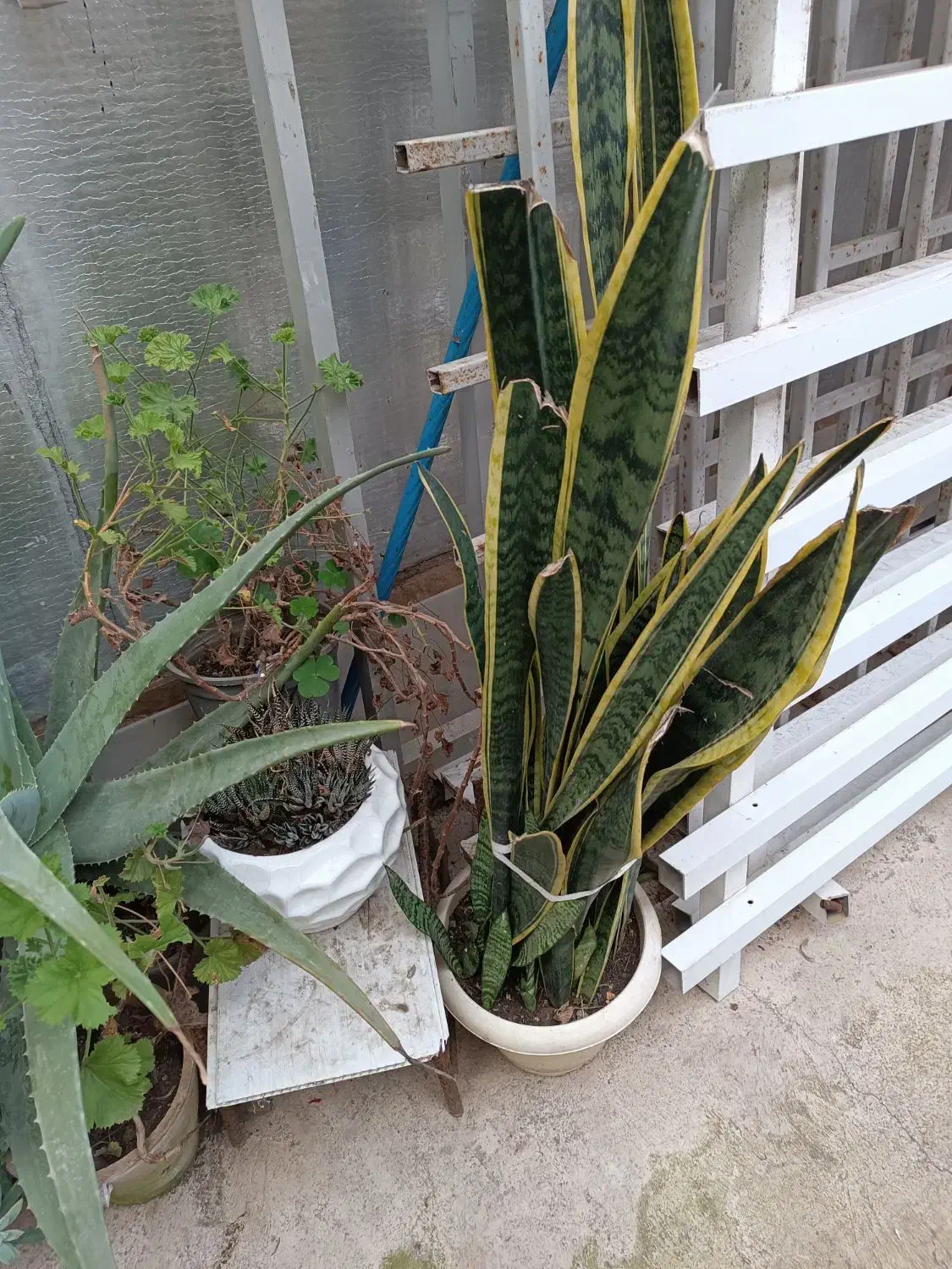 گل سانسوریا لب طلایی|گل و گیاه طبیعی|رشت, نخودچر|دیوار