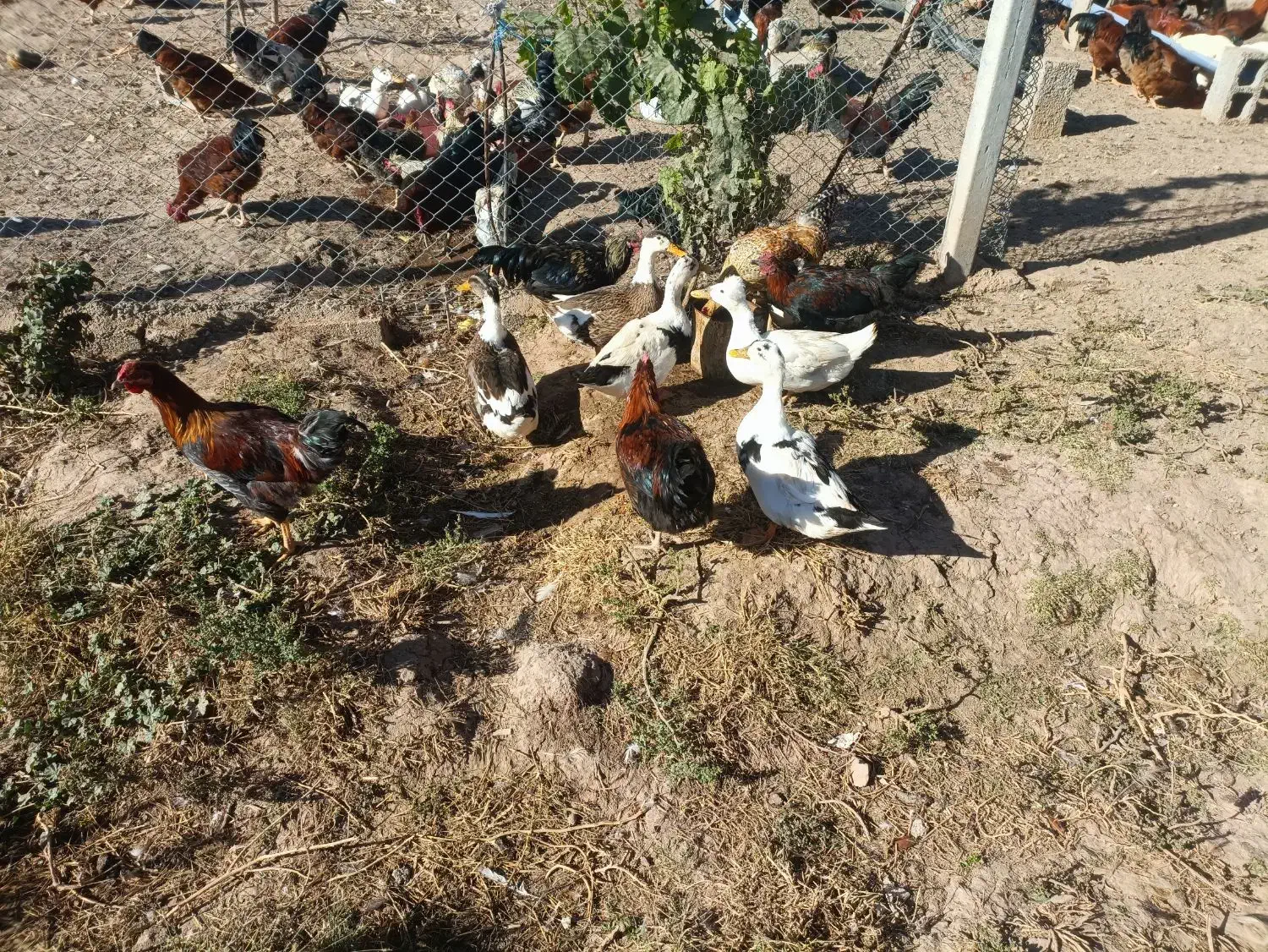 اردک کاکولی تاجدار ۲ تا نر و ۴ ماده خوشرنگ|حیوانات مزرعه|شاهین دژ, |دیوار