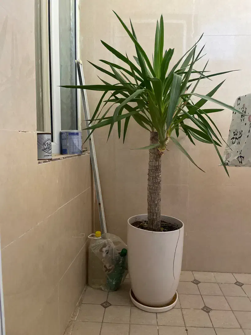 نخل یوکا|گل و گیاه طبیعی|جم, |دیوار