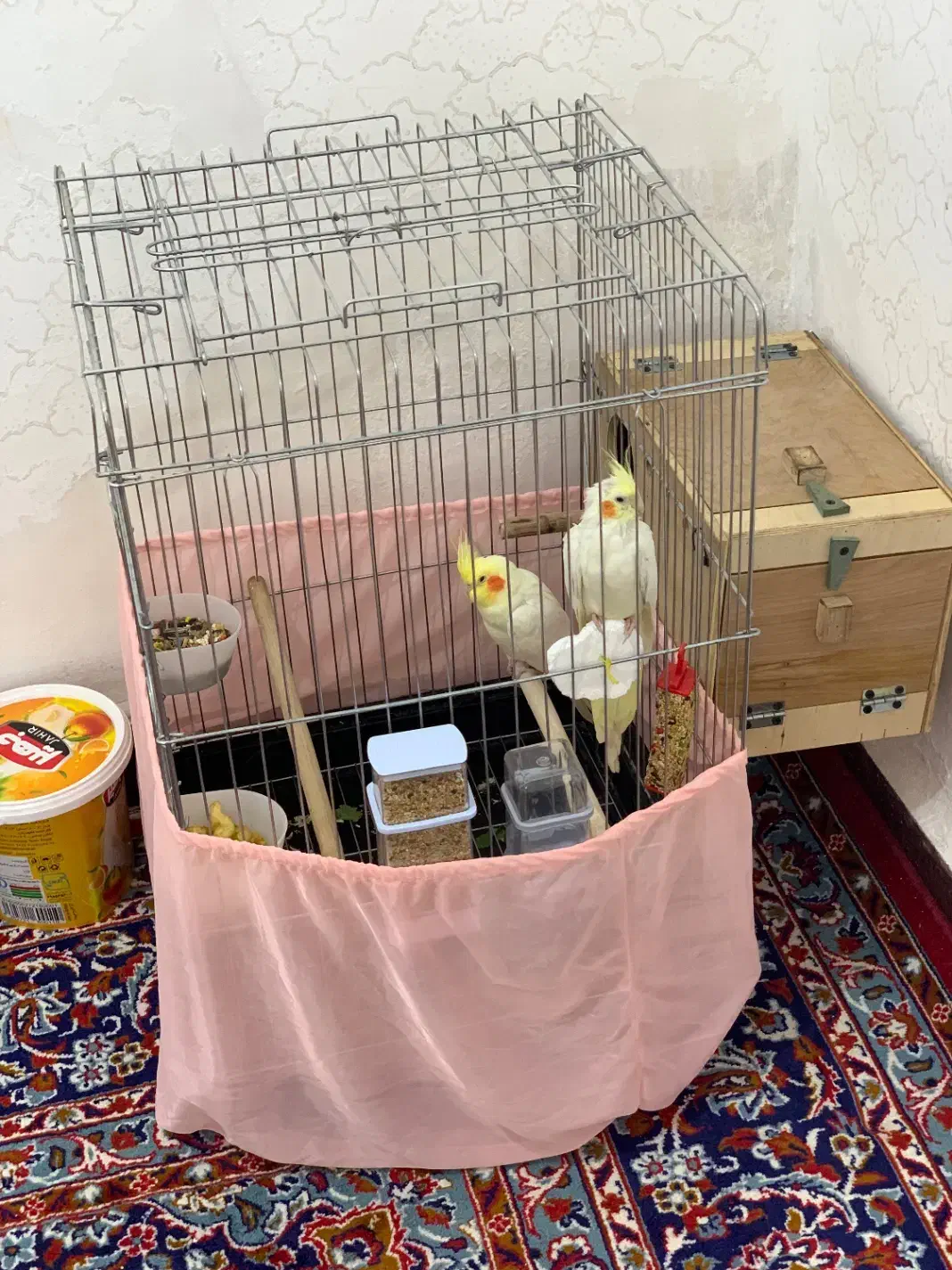 عروس هلندی|پرنده|سوسنگرد, |دیوار