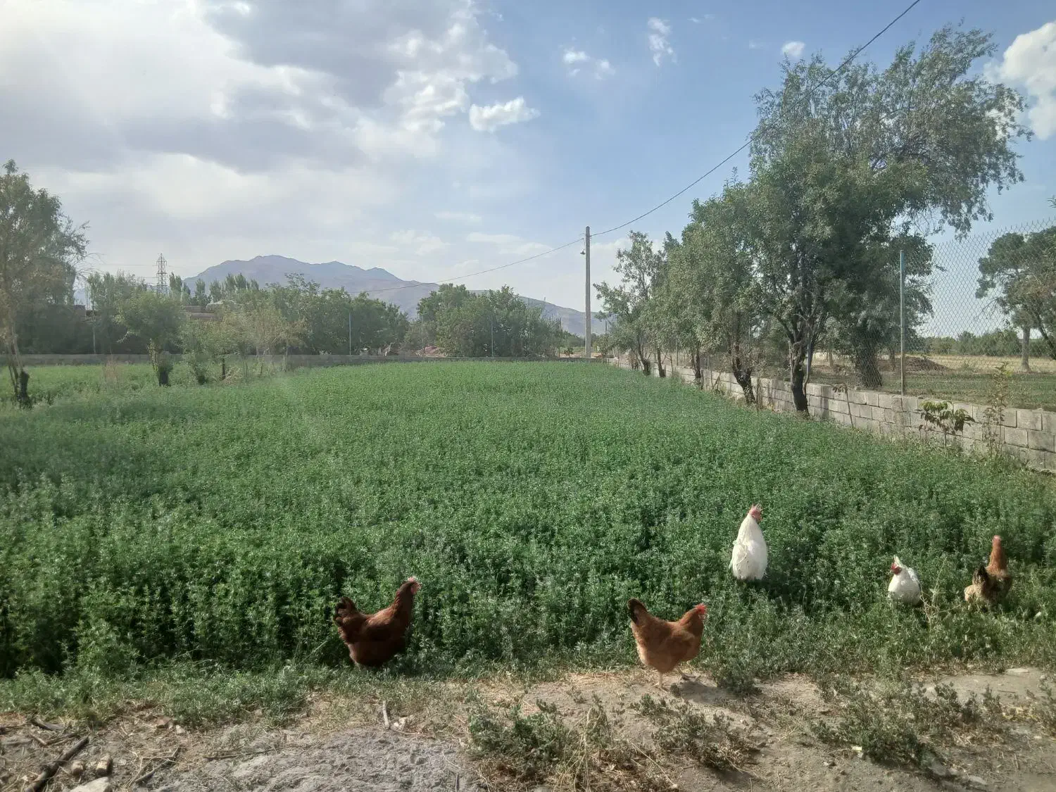 مرغ تخمگذار|حیوانات مزرعه|گلپایگان, |دیوار