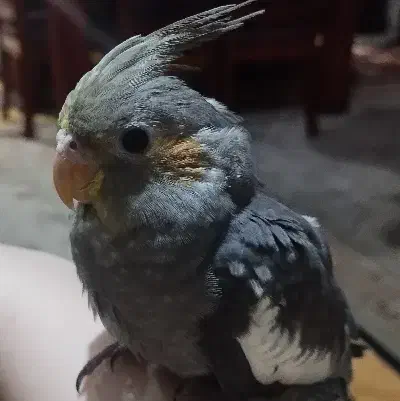 عروس هلندی گمشده|حیوانات|اسلامشهر, زرافشان|دیوار