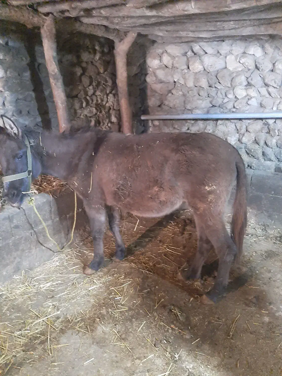 قاطر|حیوانات مزرعه|کلیبر, |دیوار