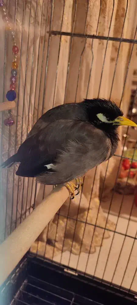 مینا سخنگو|پرنده|شهر ری, حمزه‌آباد|دیوار