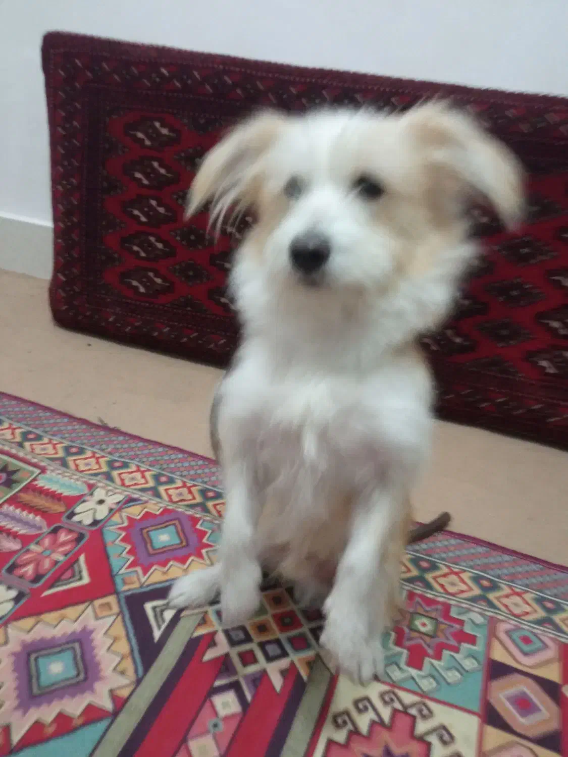 اشپیتز سگ|سگ|فردوس (خراسان), |دیوار