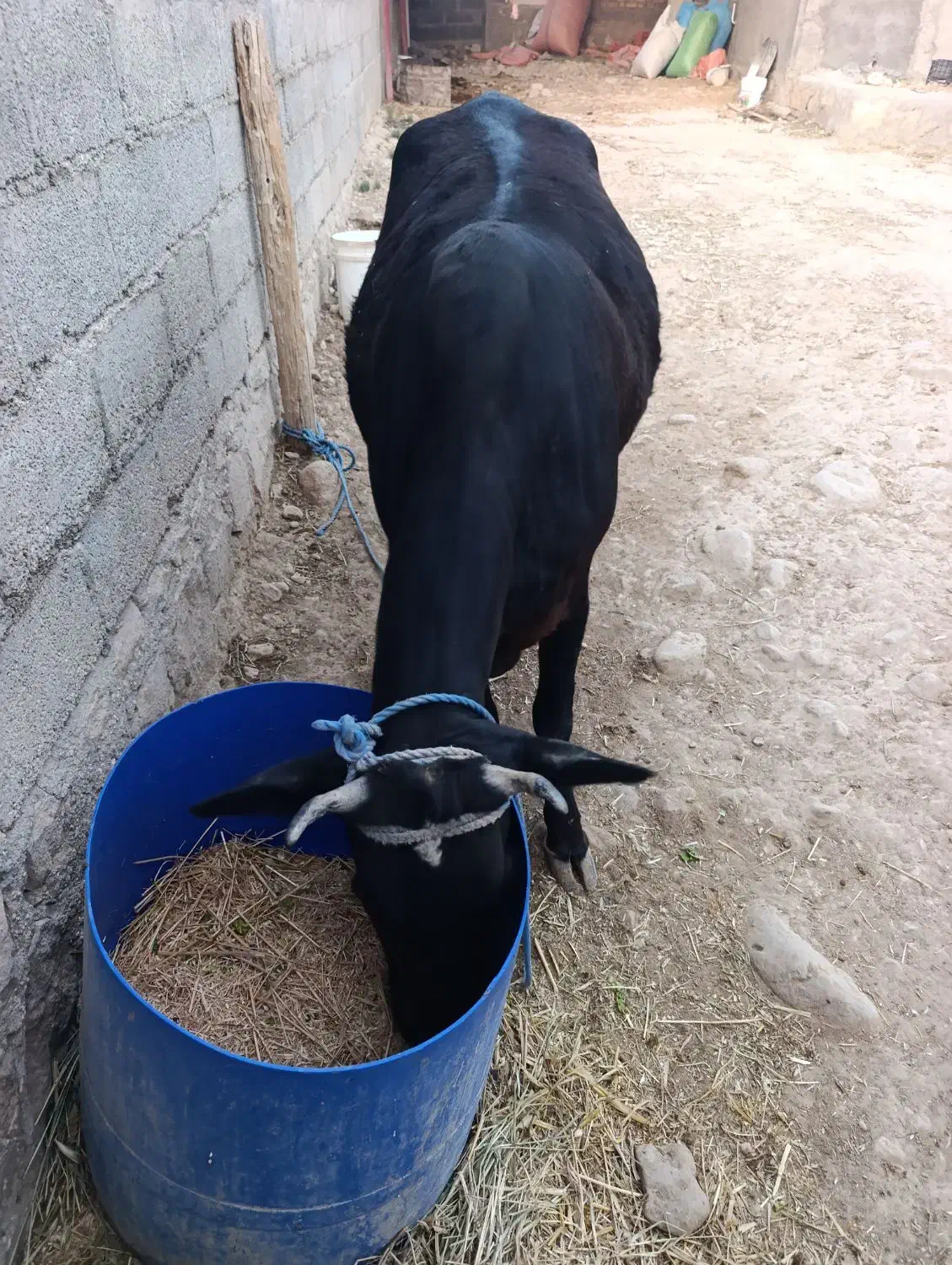 گاو|حیوانات مزرعه|اسیر, |دیوار