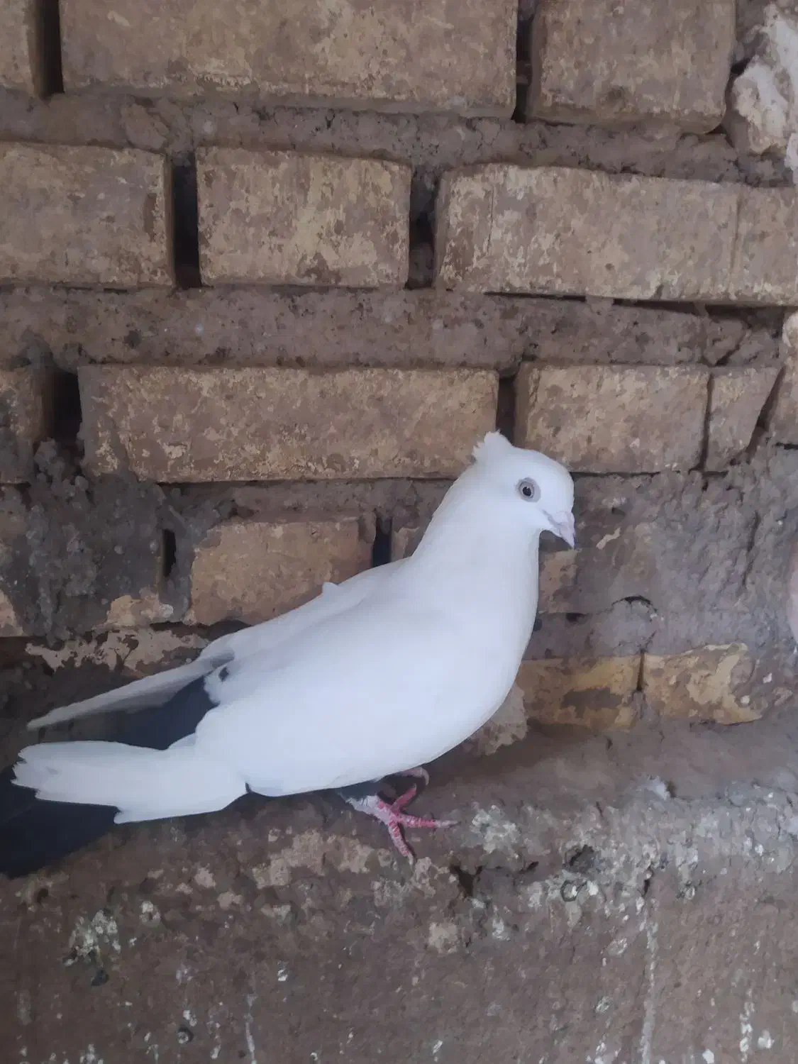 دوتا طوقی تمیز بدون غلط با دمبی|پرنده|شوشتر, |دیوار