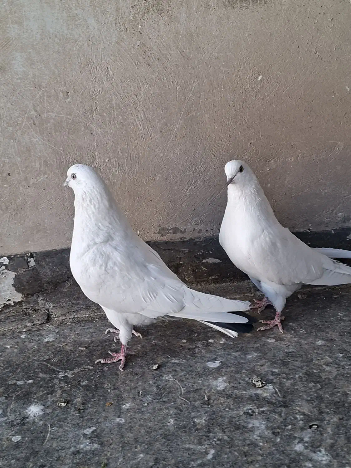 کبوتر|پرنده|برخوار, |دیوار