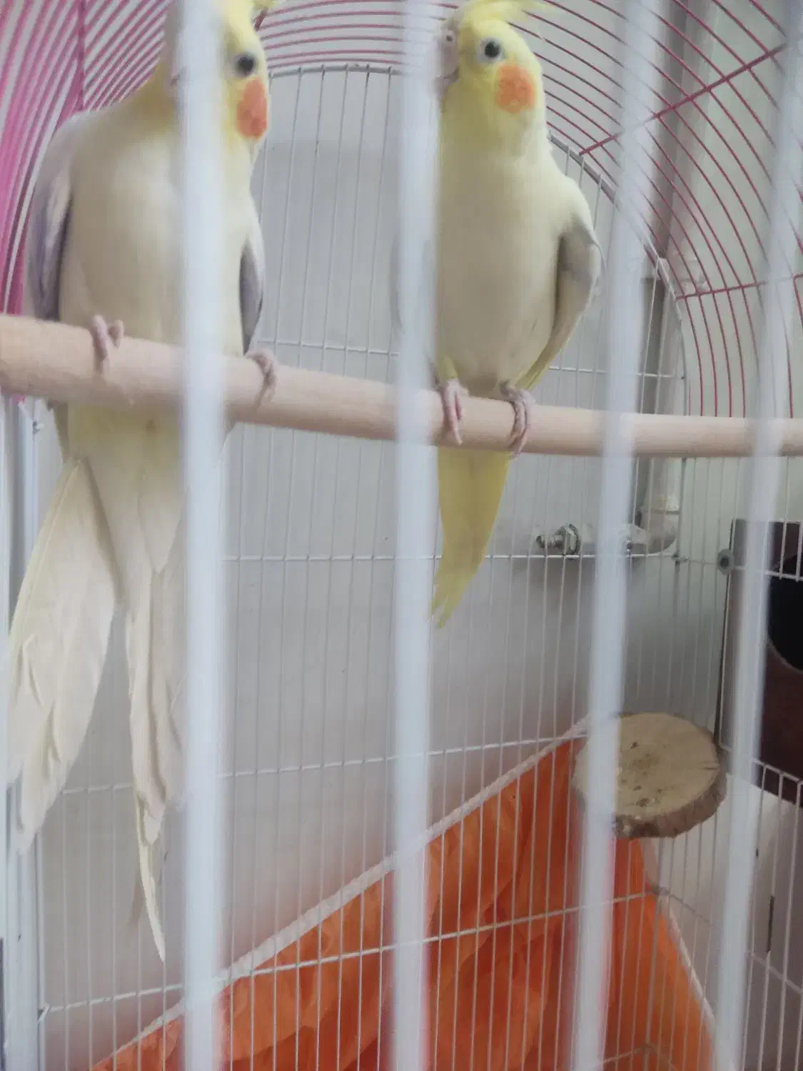 جفت مولد تضمینی پای کار|پرنده|شیراز, انجیر|دیوار