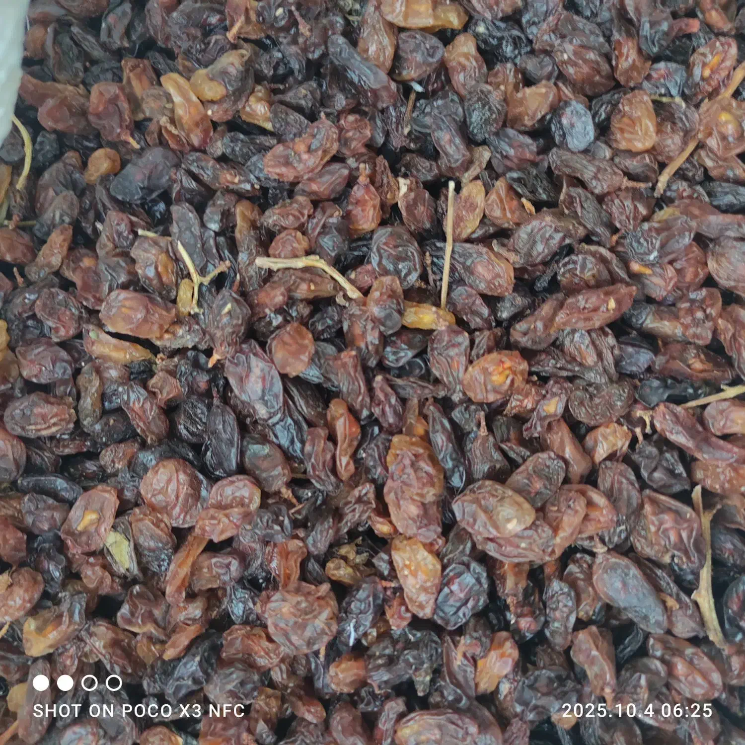 کشمش افتابی گله|خوردنی و آشامیدنی|قائم‌شهر, |دیوار