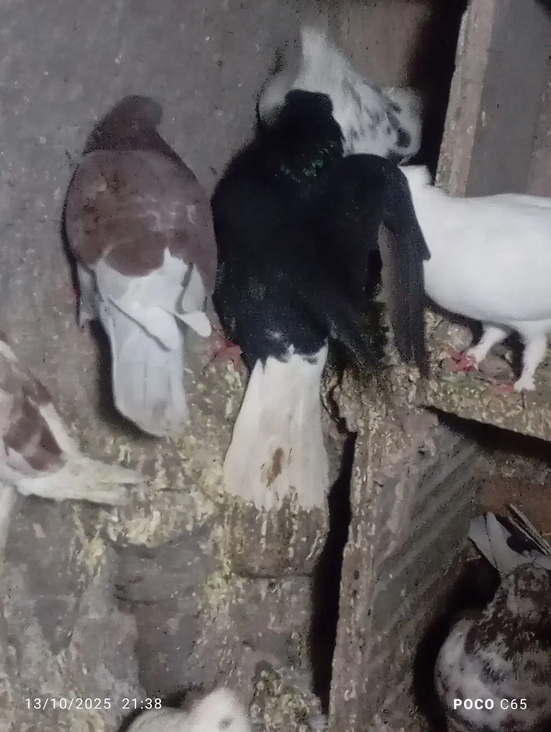 تعدادی کبوتر در سیرجان|پرنده|شهر بابک, |دیوار