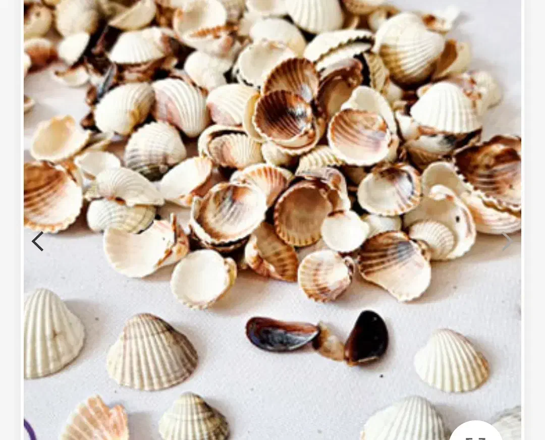 صدف ساحل برای کارهای تزئیناتی و داخل آکواریوم و...|ماهی|بانه, |دیوار