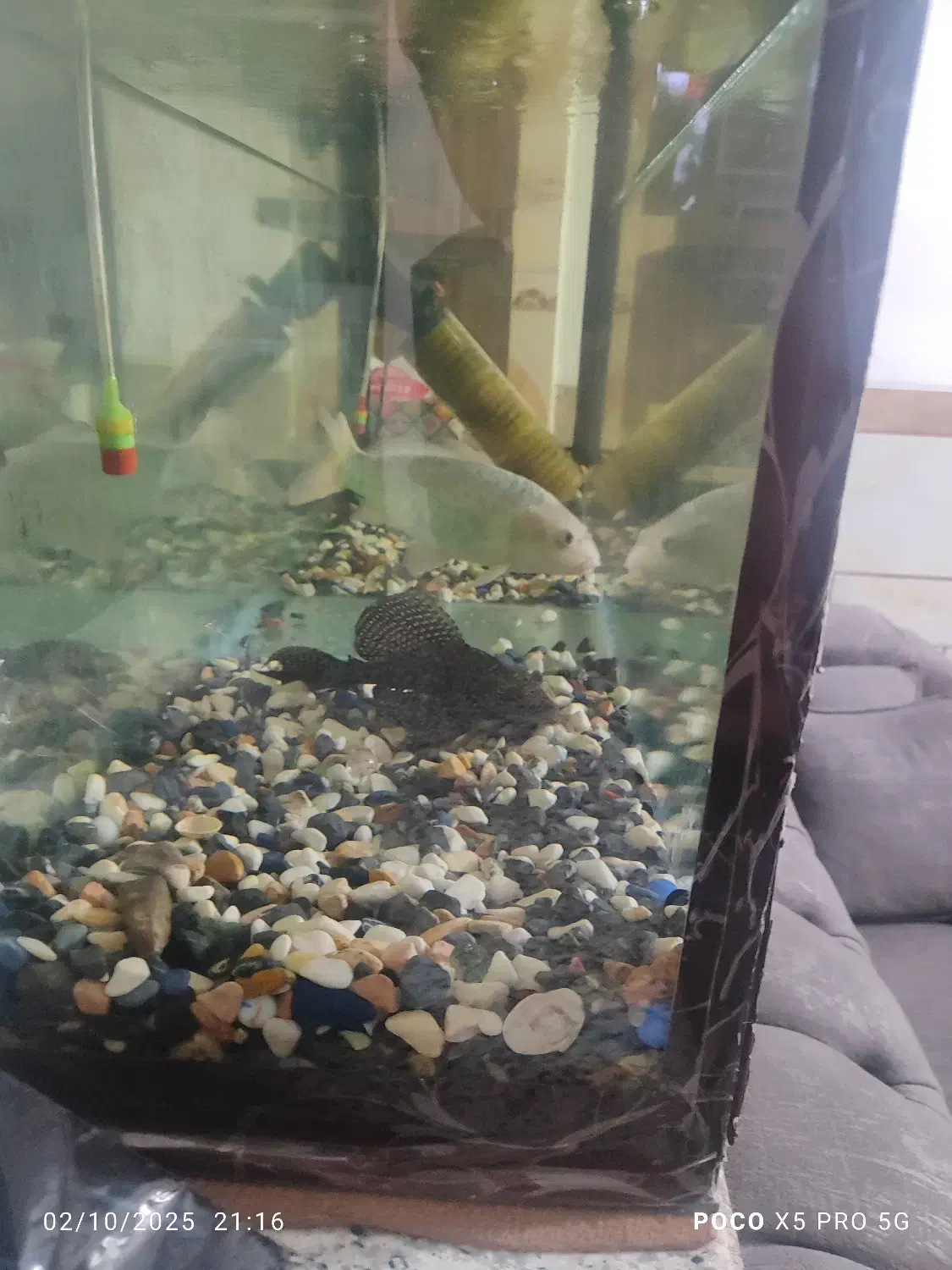 اکواریوم با ماهی 5سالع|ماهی|کرمان, |دیوار