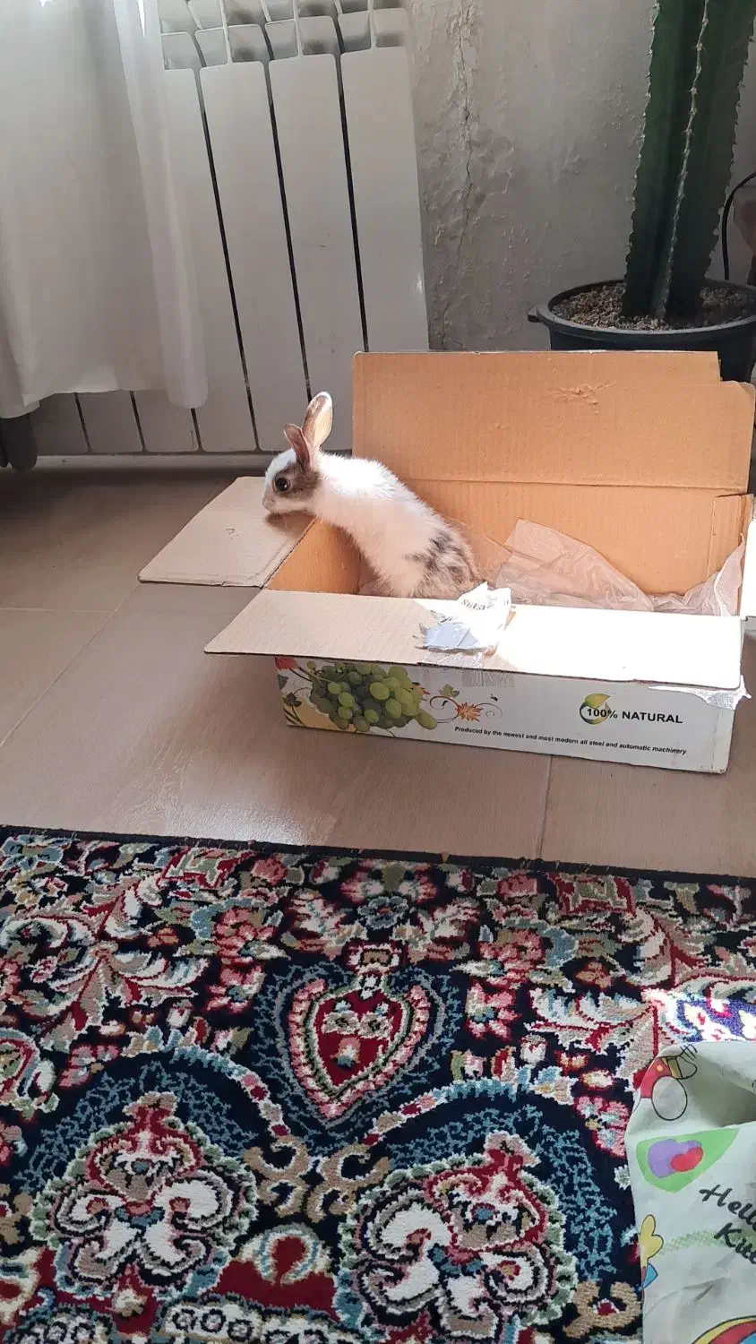 خرگوش سالم|موش و خرگوش|سنندج, |دیوار