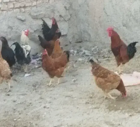 مرغ تخمی وخروس|حیوانات مزرعه|بیرجند, |دیوار