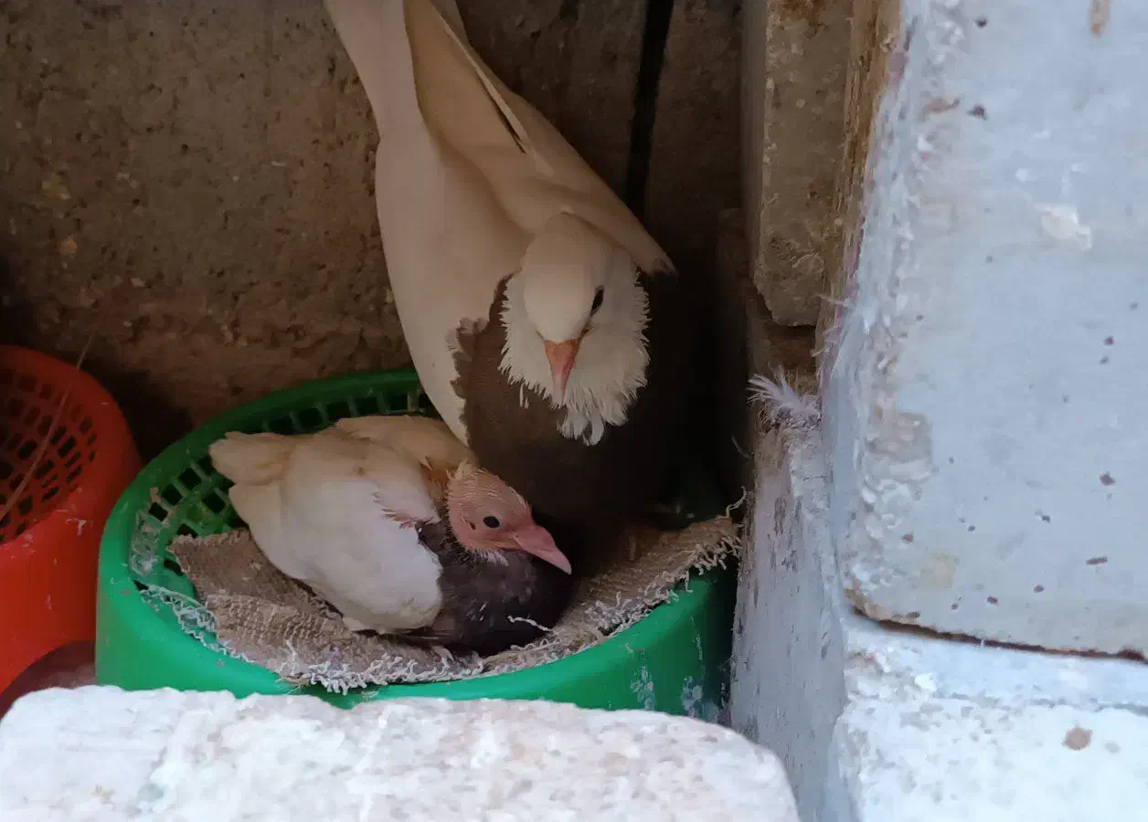 جفت طوقی|پرنده|مهر, |دیوار