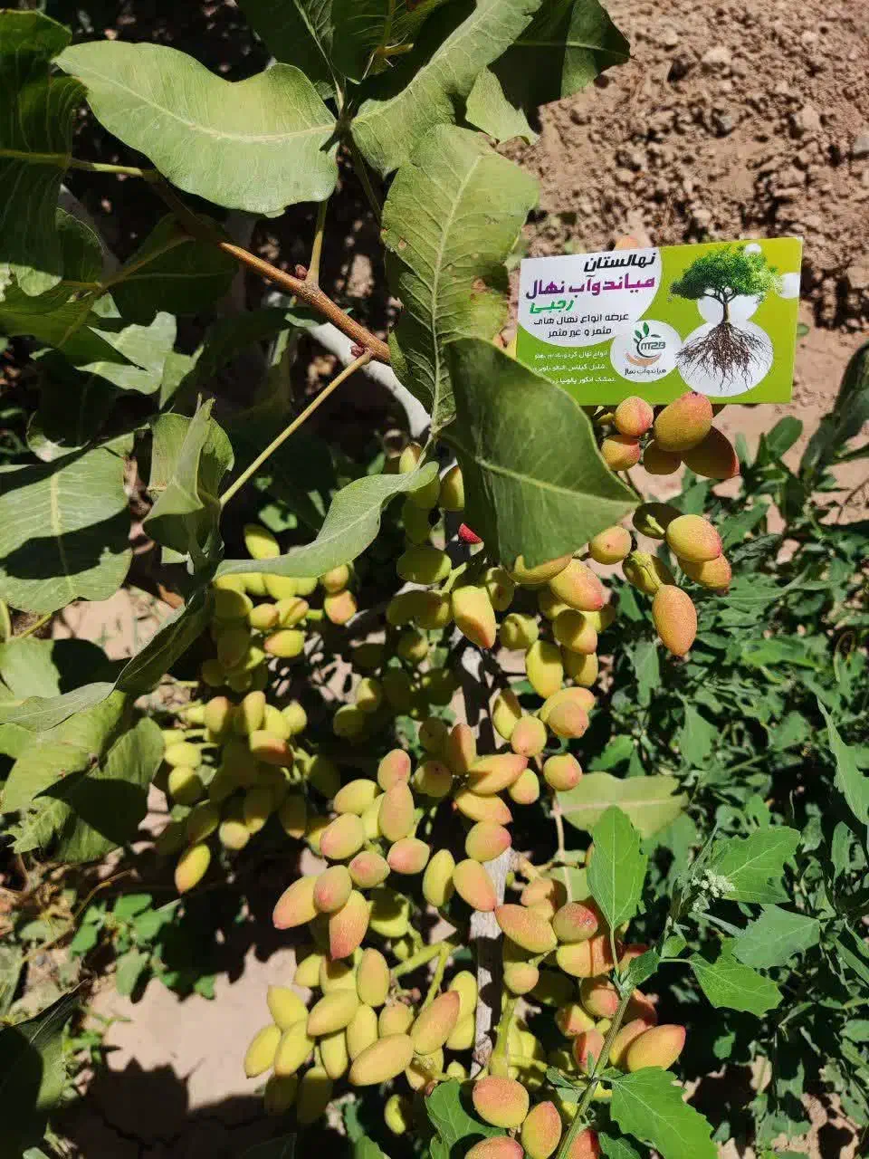 پیش فروش نهال پسته پیوندی پایه کله قوچی|خدمات باغبانی و درختکاری|بندر گز, |دیوار