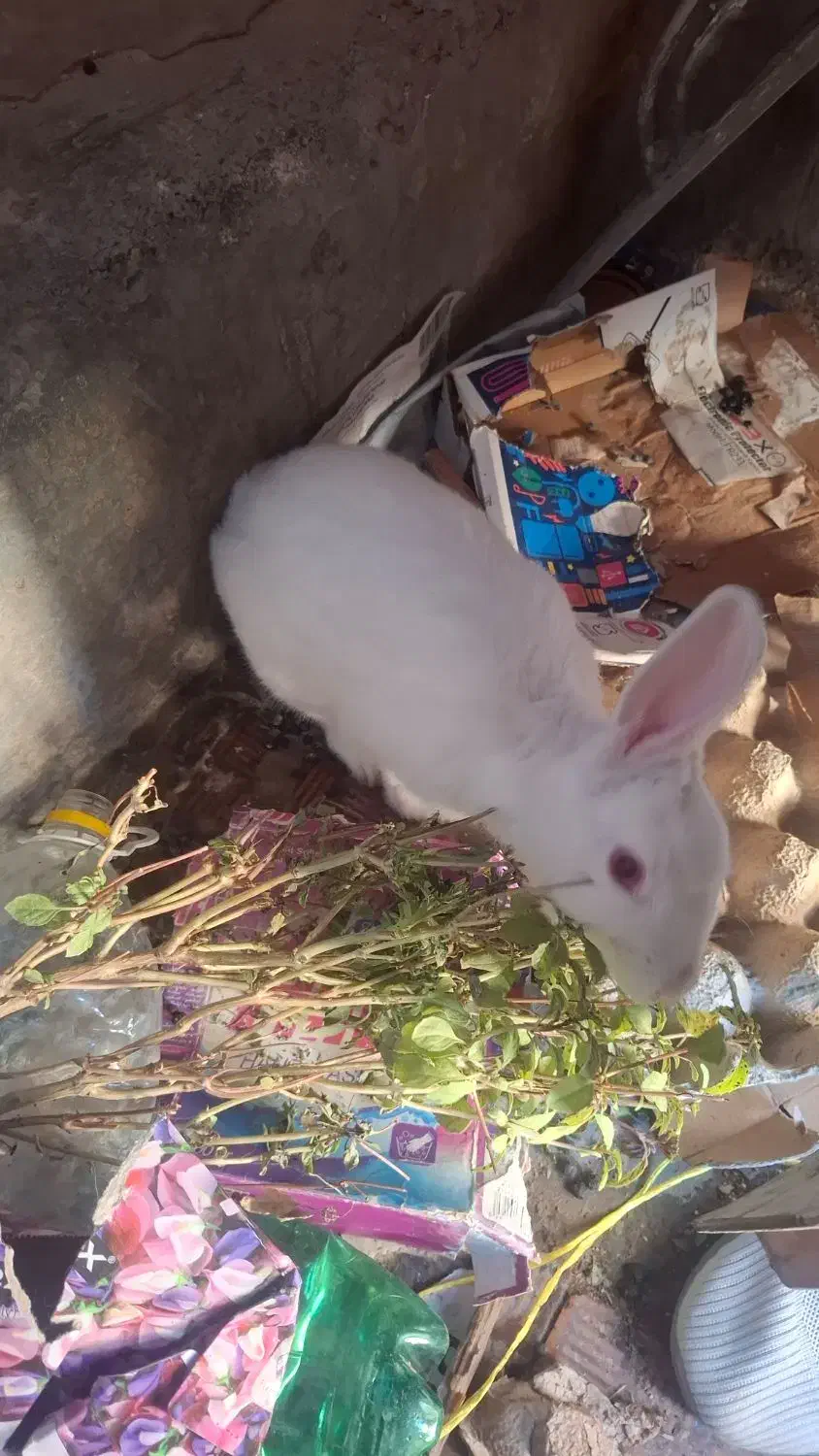 خرگوش|موش و خرگوش|بیرجند, |دیوار