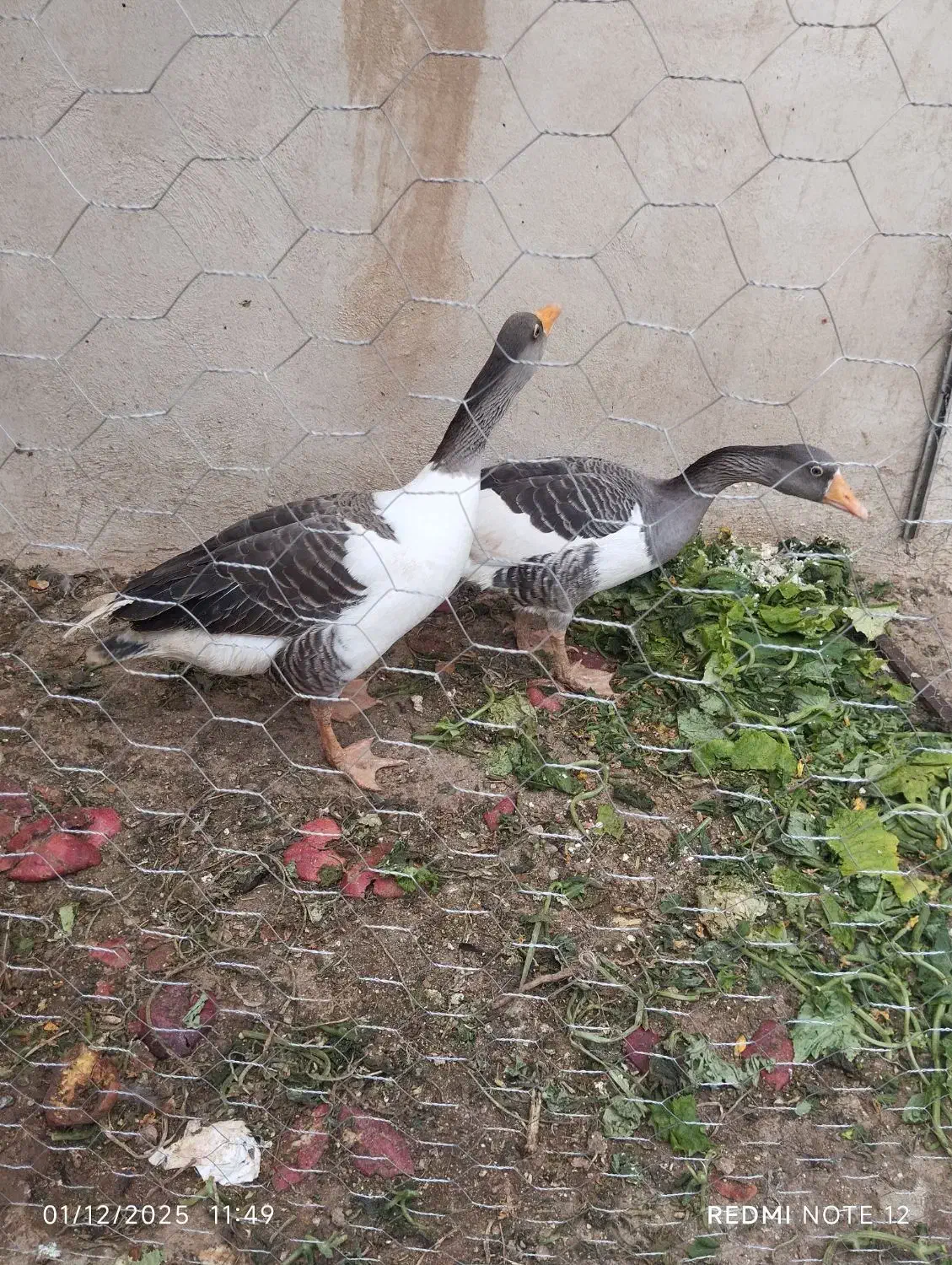 قاز محلی و مرغ محلی فریک|حیوانات مزرعه|تاکستان, |دیوار