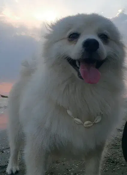 واگذاری سگ|سگ|بندر انزلی, جهانگانی|دیوار